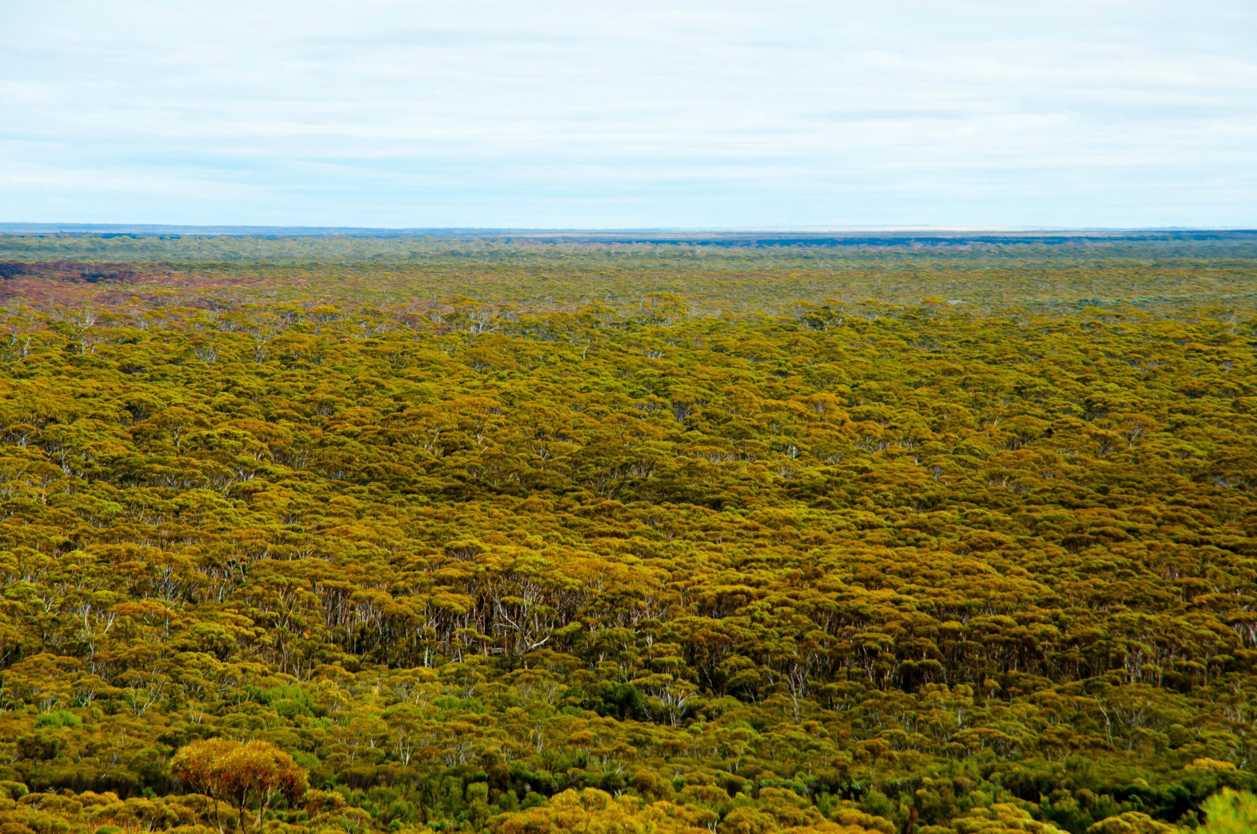 Great Western Woodlands – Australia
